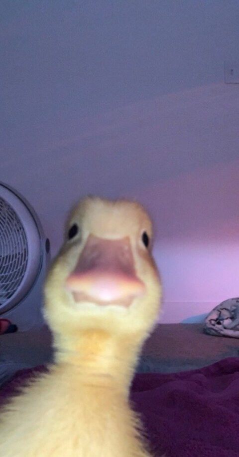 Video leaks akka.aida