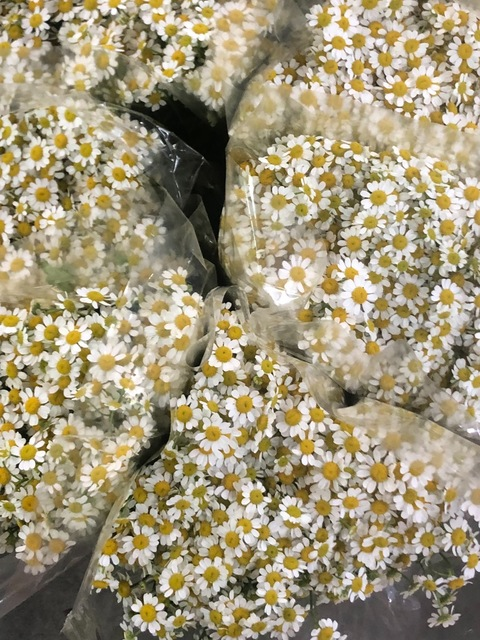 Video leaks alakitty