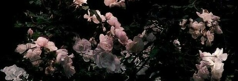 Header of alliekenn