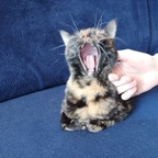 annandthecats Profile Picture