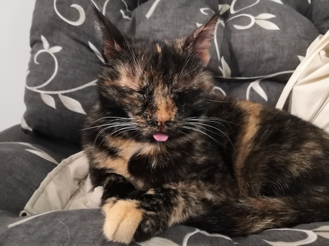 Video leaks annandthecats