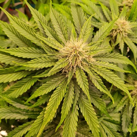Video leaks autoflowerqueen