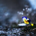 bamxd Profile Picture