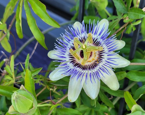 Video leaks baphomets_babe