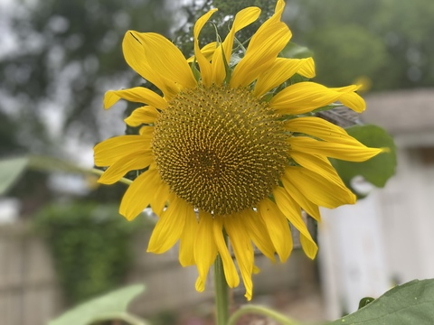 Video leaks bbygirlliz2020