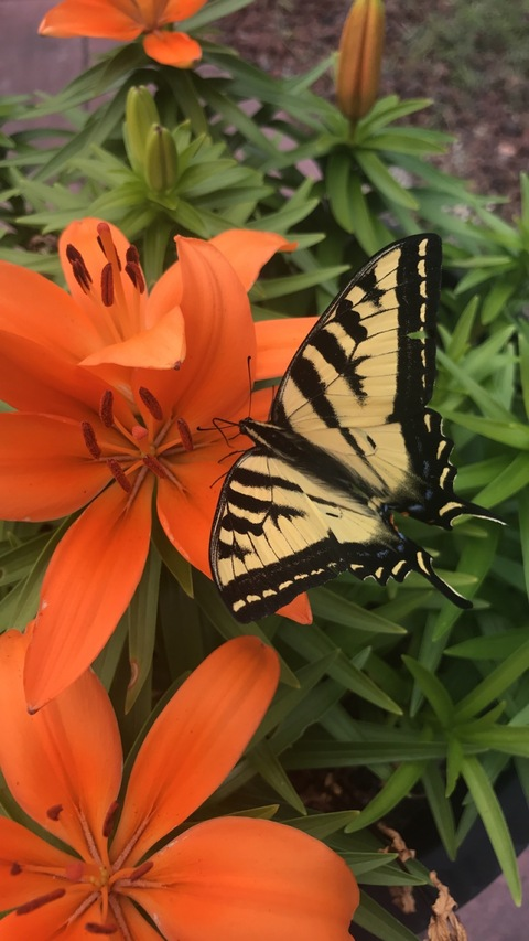 Video leaks bbylilithxoxo