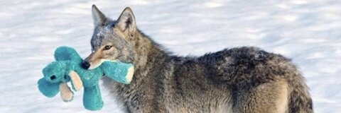 Video leaks bbywolf666