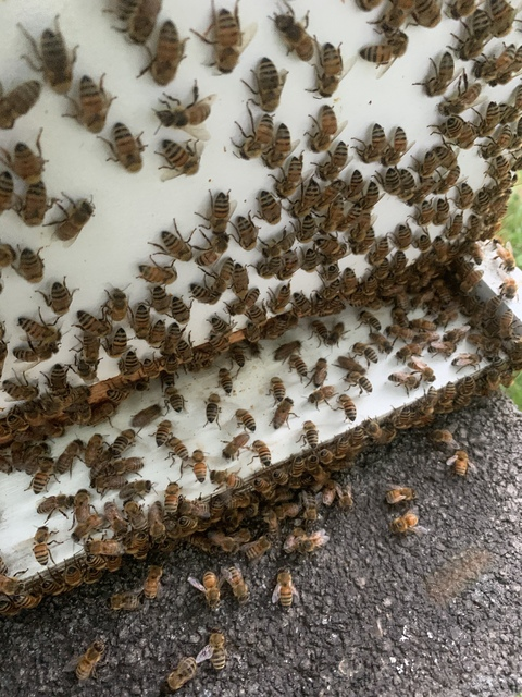 Video leaks beesnstuff