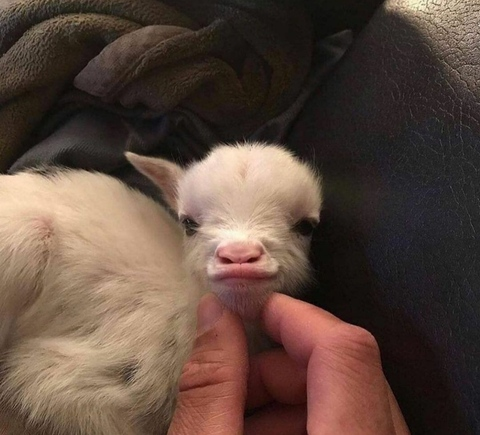 Video leaks belii0921