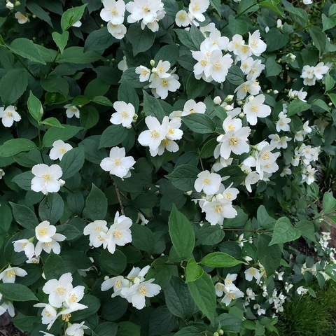 Video leaks bigtiddygothgf