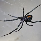 blackwidowfamiliarfree Profile Picture