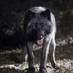 Onlyfans leak blackwulf 

 profile picture
