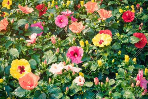 Video leaks bloominblossombottom