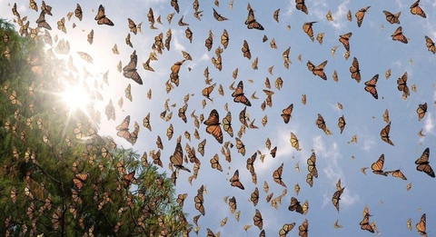 Video leaks blowurmindd