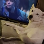 boltthehusky Profile Picture