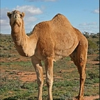 cameltoes Profile Picture