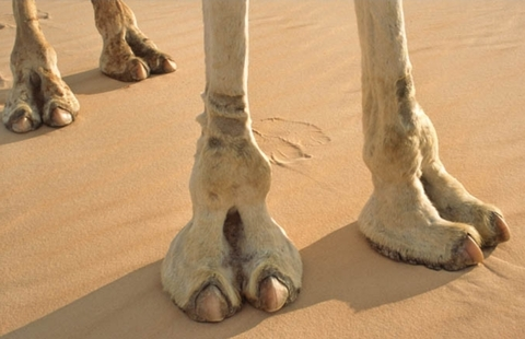 Video leaks cameltoes