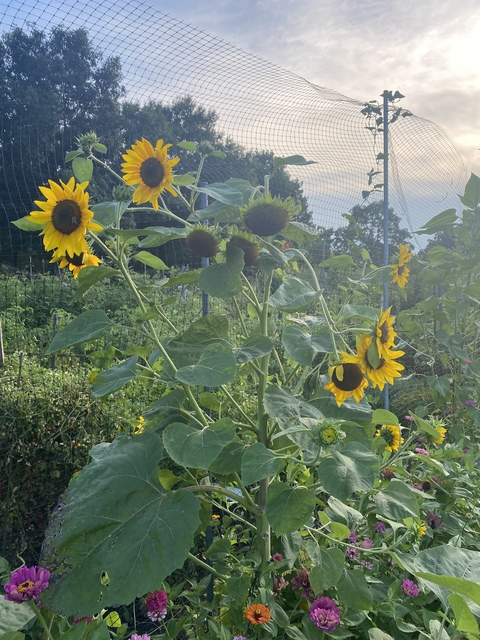 Video leaks canela1697