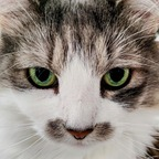 captcuddles Profile Picture