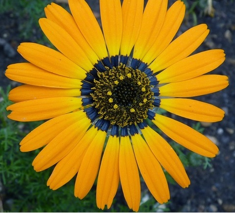 Video leaks carebearkass