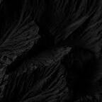 Dangerous Cat cat_damage Leak OnlyFans 

 profile picture