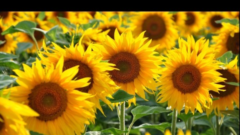 Video leaks chaotic_brat93