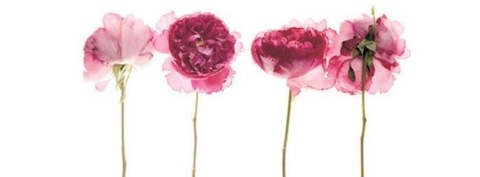 Video leaks charjade