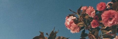 Video leaks cherryapricot