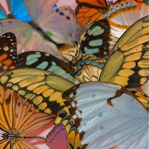 Video leaks cherryricaaa