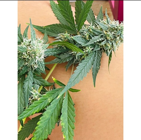 Video leaks coconutqueen916