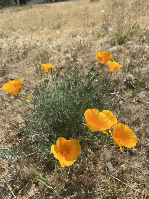 Video leaks colechainsaw