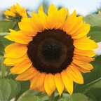 countrygirllana Profile Picture
