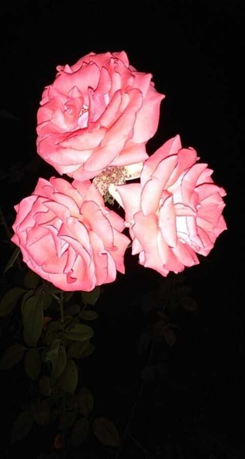 Video leaks crybabykami