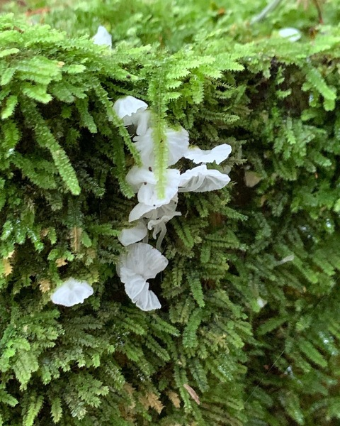 Video leaks cyberfaerealness