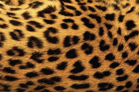 Video leaks dariansph