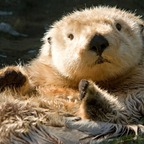 datottergirl Profile Picture