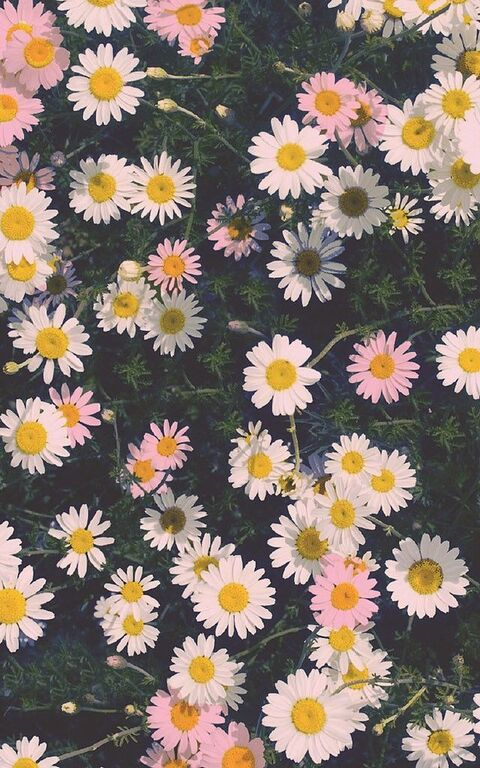 Video leaks dazedflowers