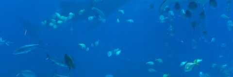 Video leaks deeniebean