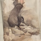 deerhorns OnlyFans Leaks 

 profile picture