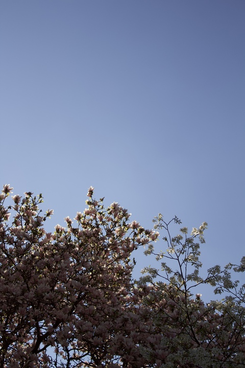 Video leaks disbishari