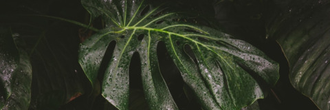 Video leaks dominura