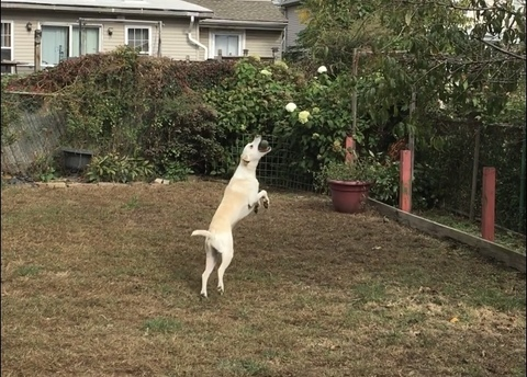 Video leaks elguapo