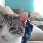 Elsa @elsacat Leaked OnlyFans 

 profile picture