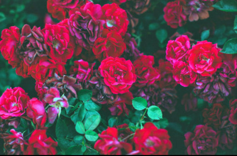 Video leaks fairynixxi