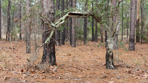 Video leaks favoritecheshiregrin