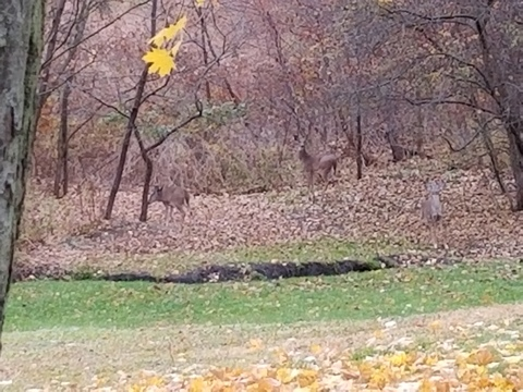 Video leaks fawnandi94