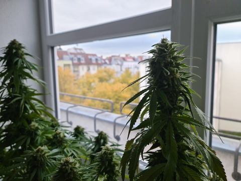 Video leaks felixxx420