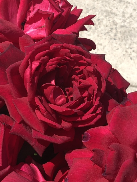 Video leaks flosauce