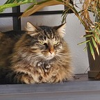 fluffcat OnlyFans Leaks 

 profile picture