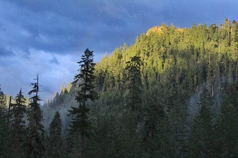 Video leaks forestkidx